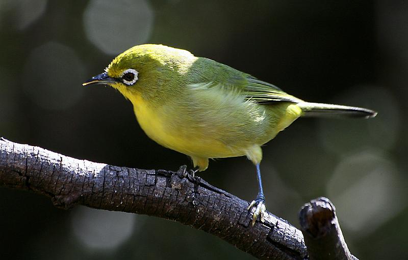 frieda 096.jpg - Is ek nie mooi nie?